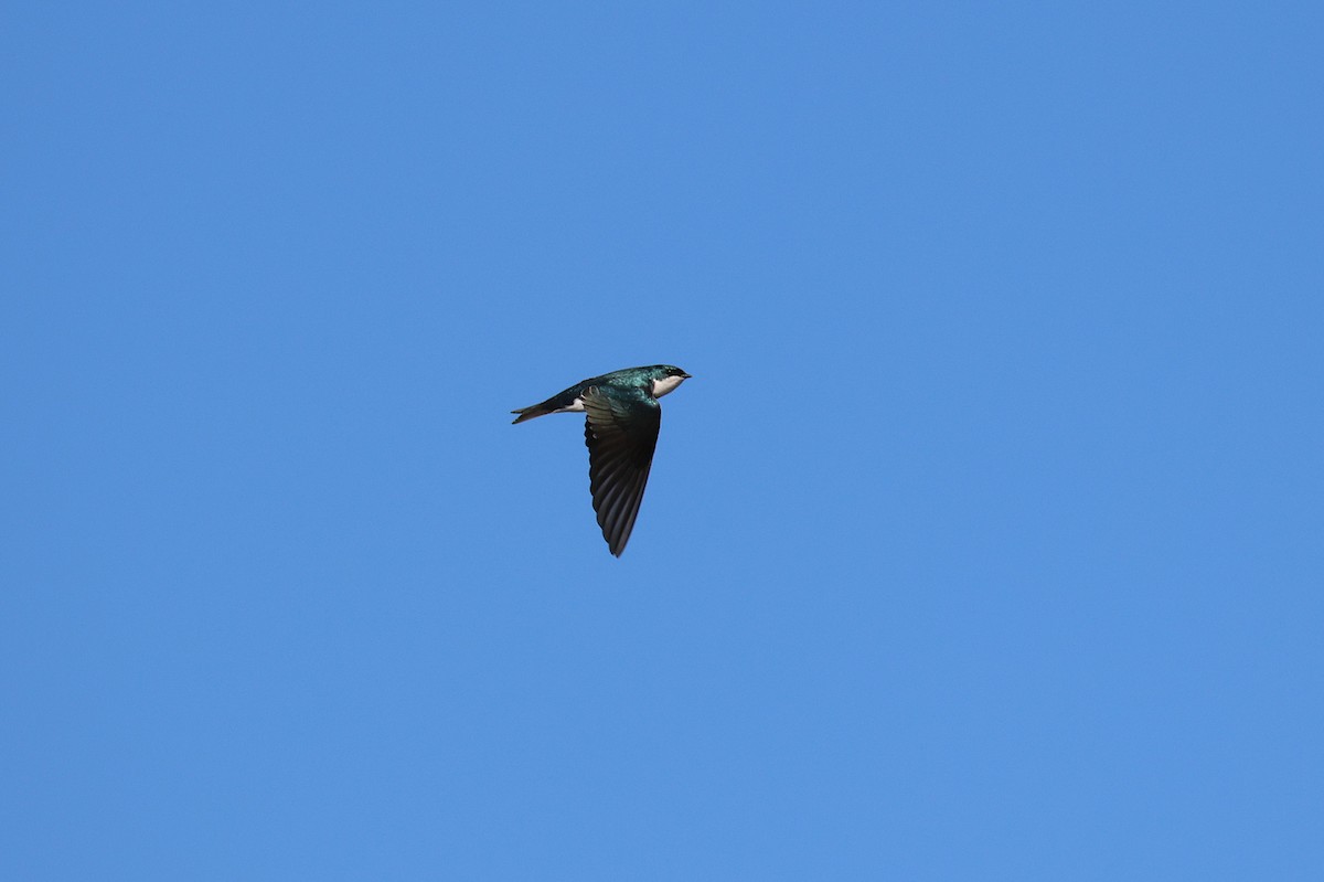 Tree Swallow - ML647319949