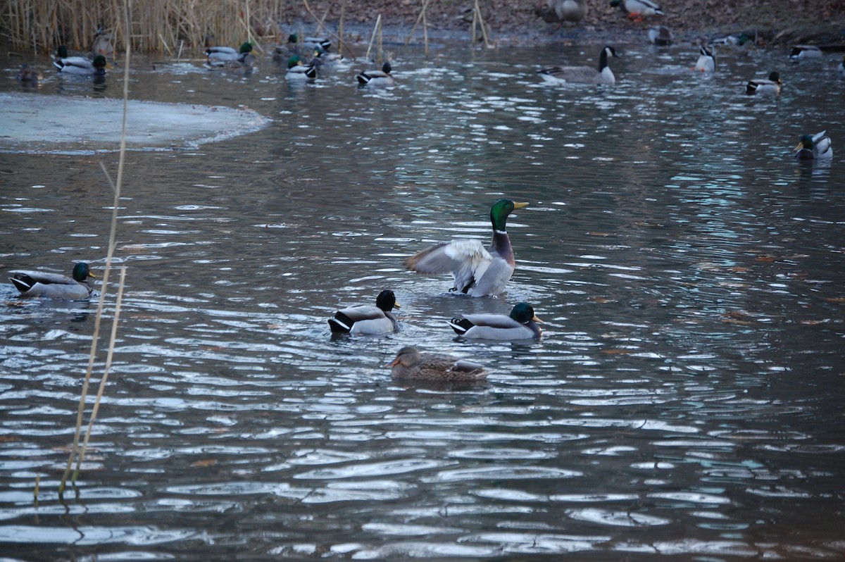 Кряква - ML647319950