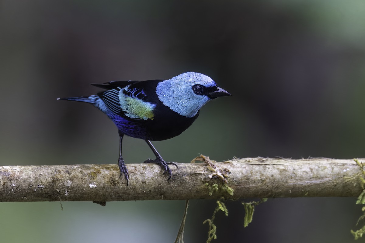 Танагра блакитношия - ML647319961