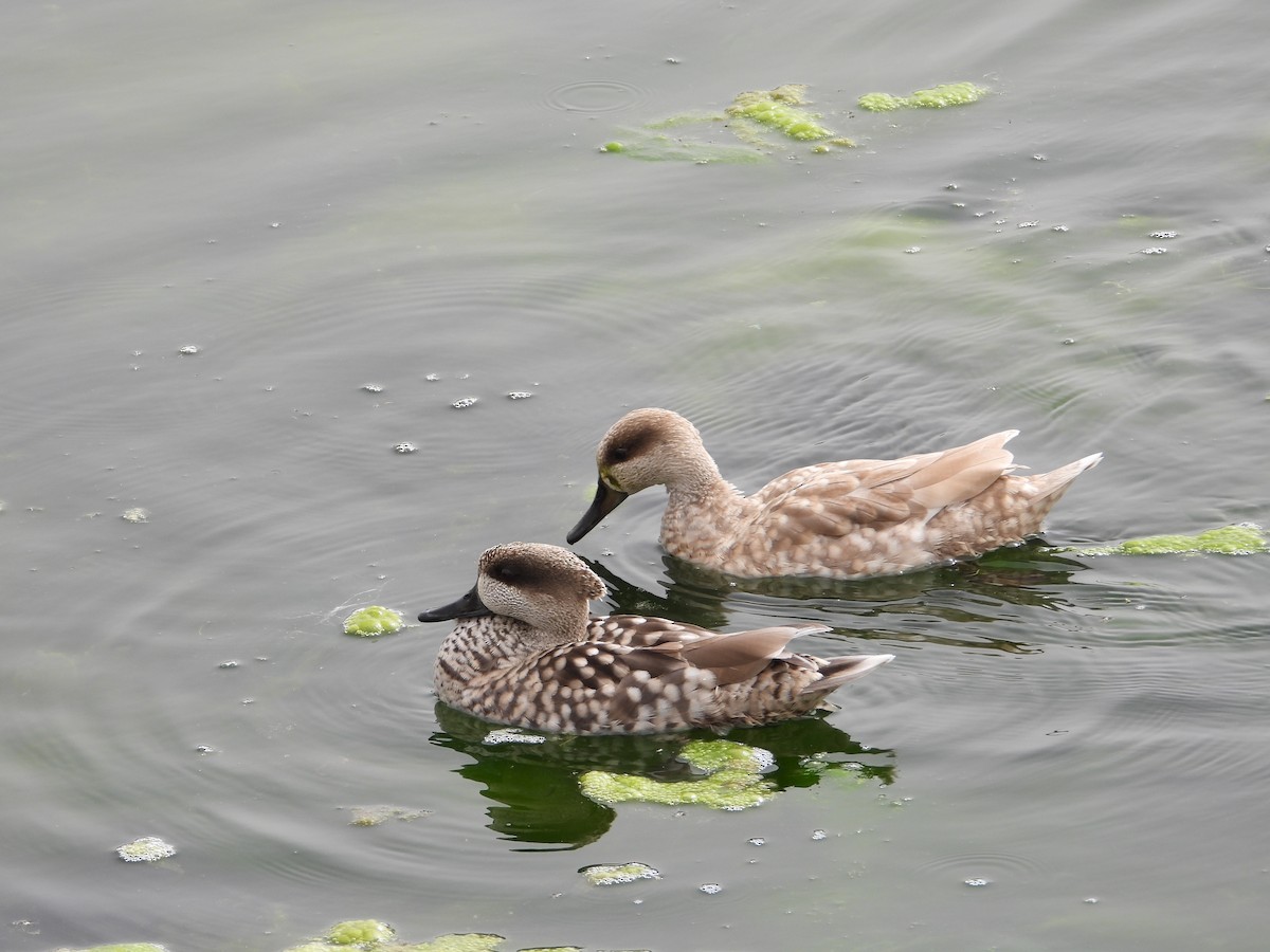 Marbled Duck - ML647319970