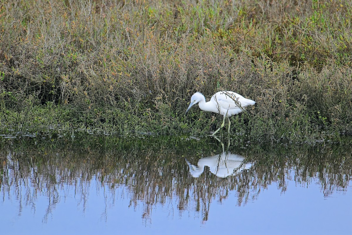 Little Blue Heron - ML647319980