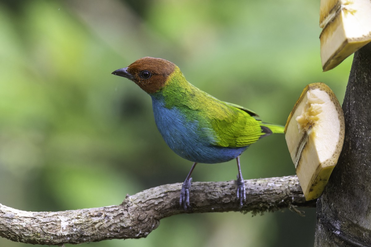 Tangara Cabecibaya - ML647319981