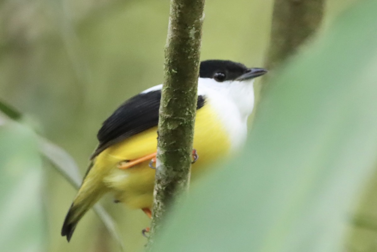 White-collared Manakin - ML647319984