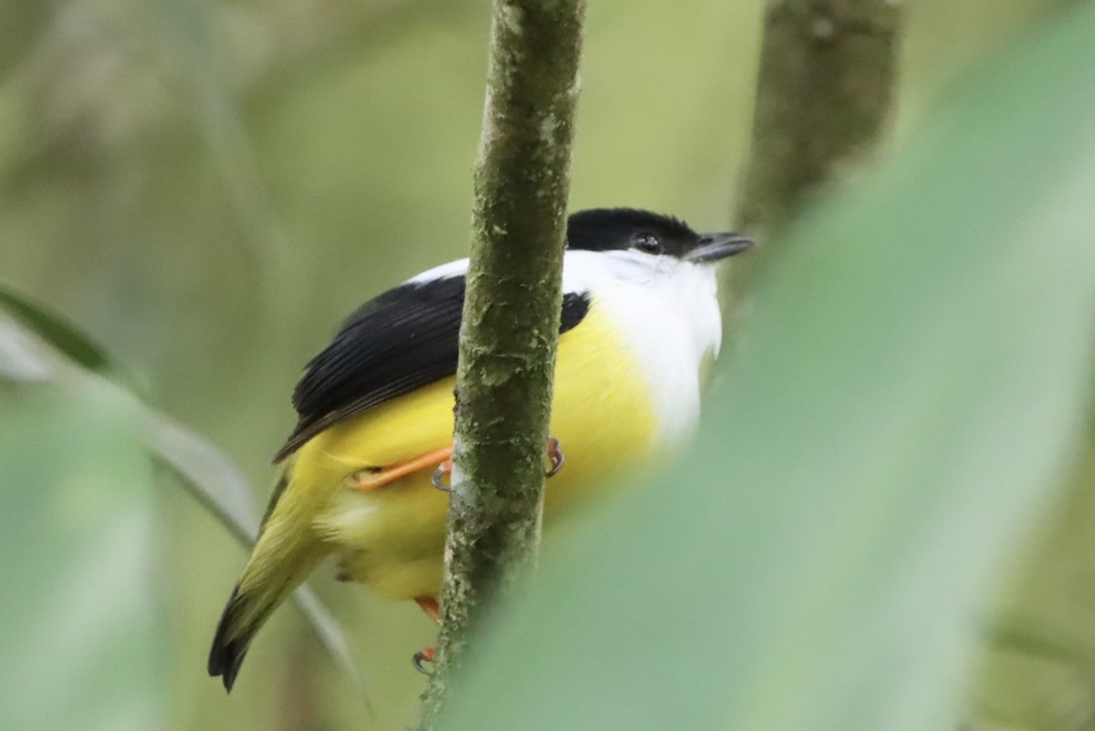 White-collared Manakin - ML647319985