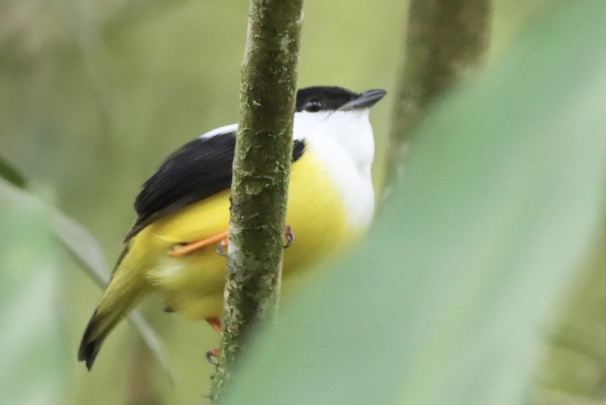 White-collared Manakin - ML647319986
