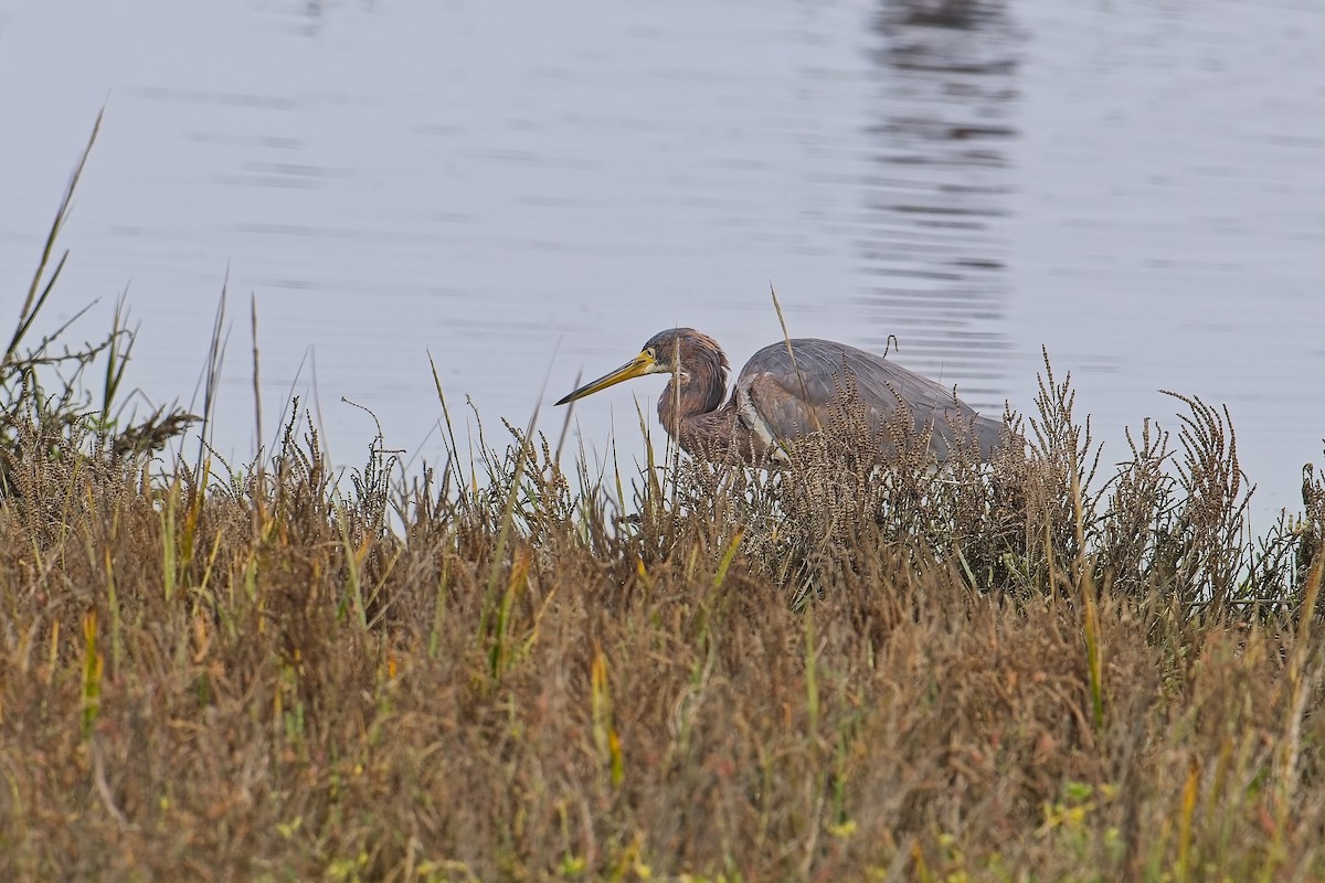 Tricolored Heron - ML647319996