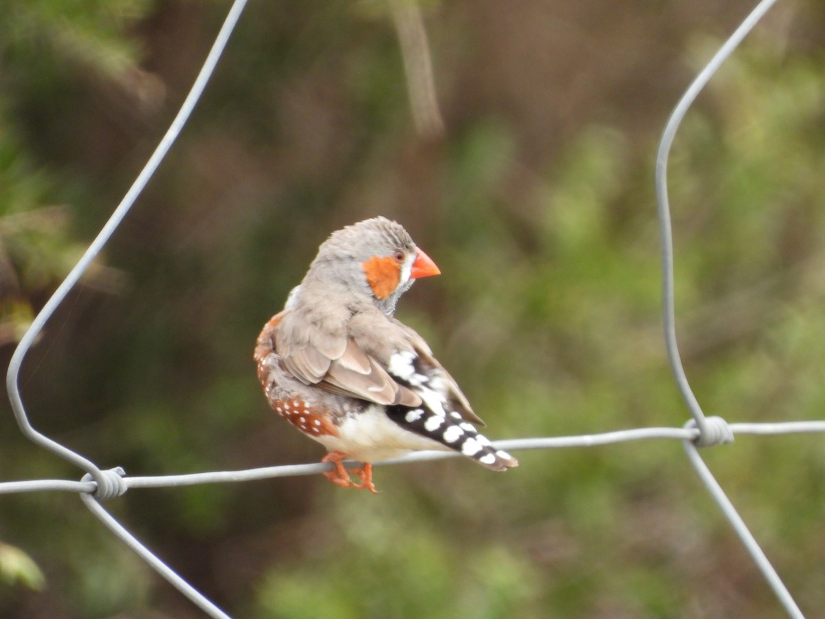 Zebra Finch - ML647320040