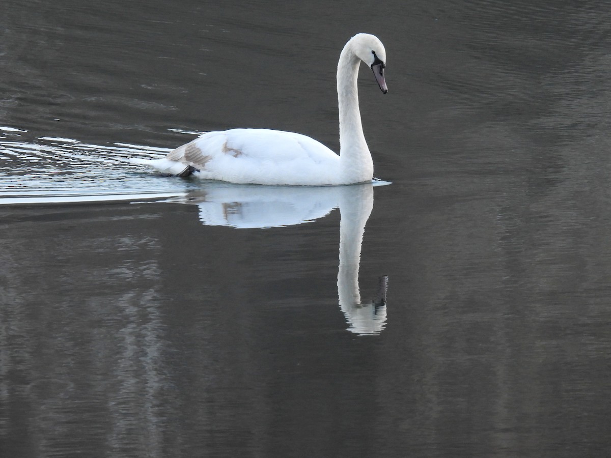 Mute Swan - ML647320043