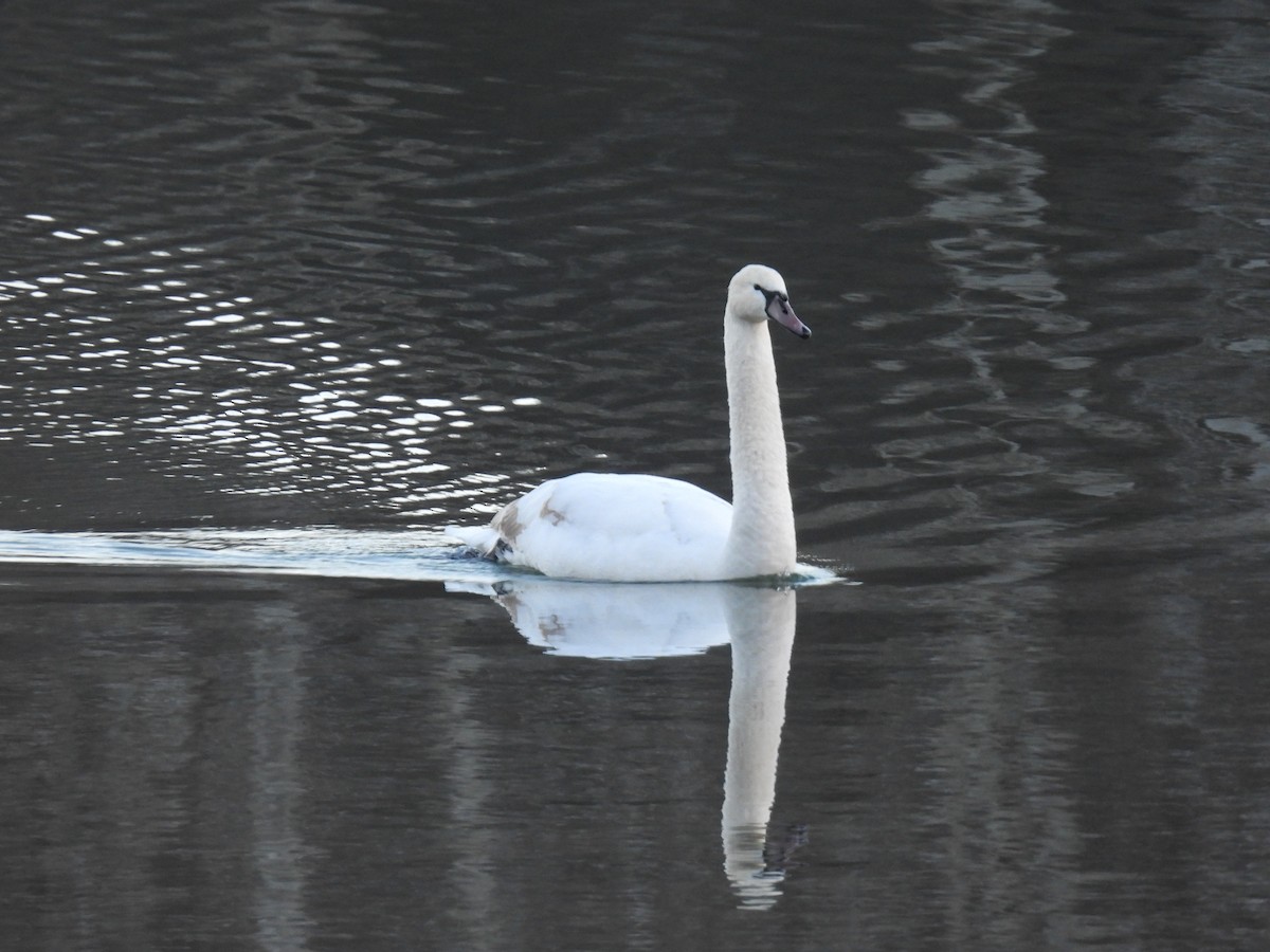 Mute Swan - ML647320050