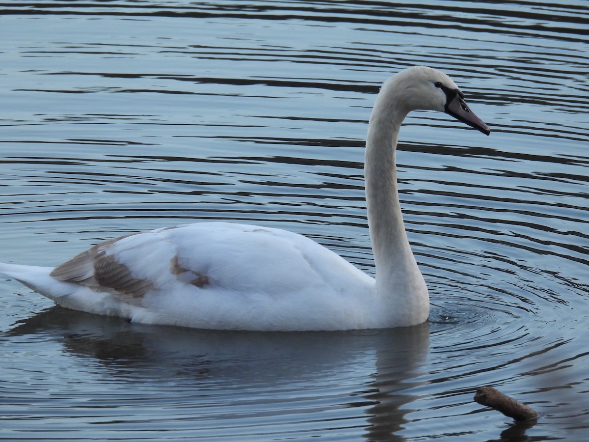 Mute Swan - ML647320051