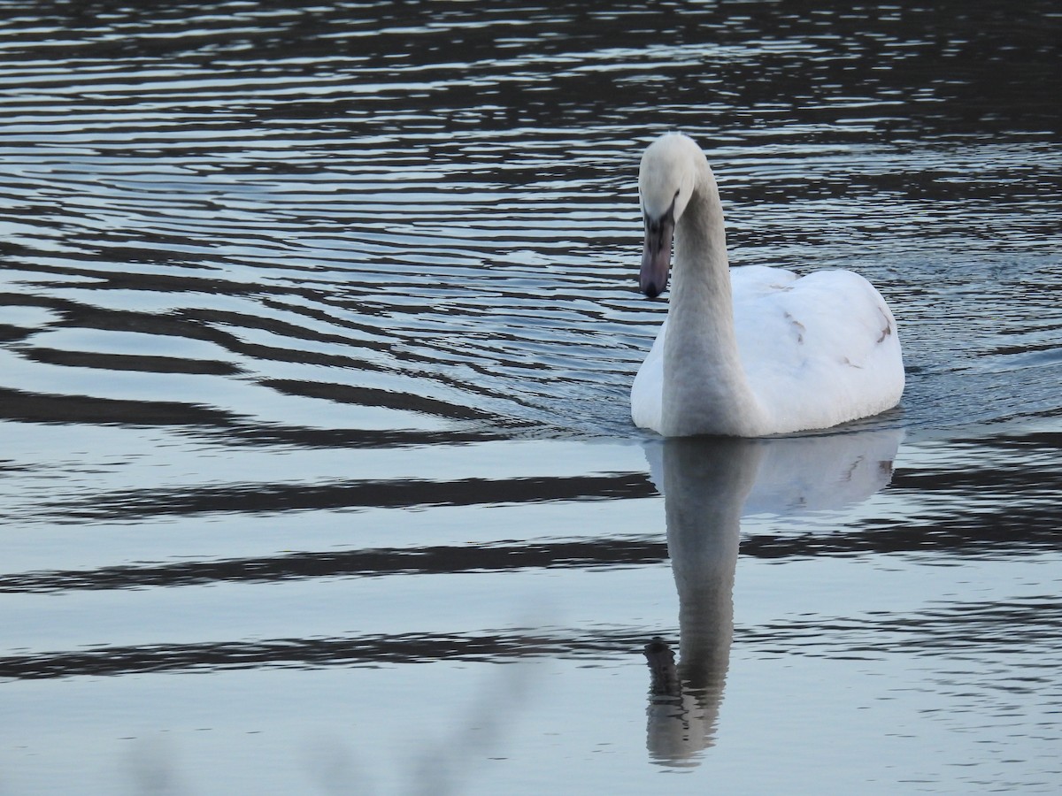 Mute Swan - ML647320052