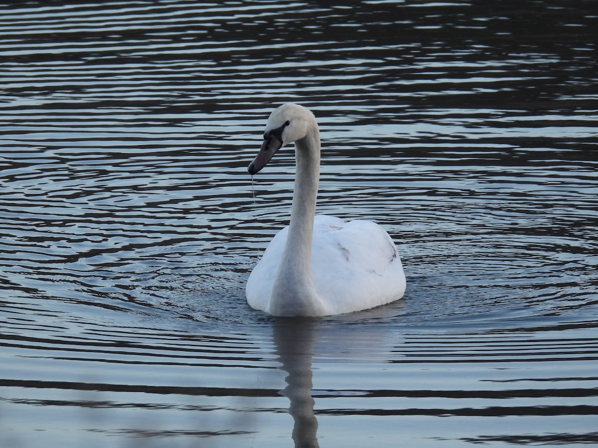 Mute Swan - ML647320054
