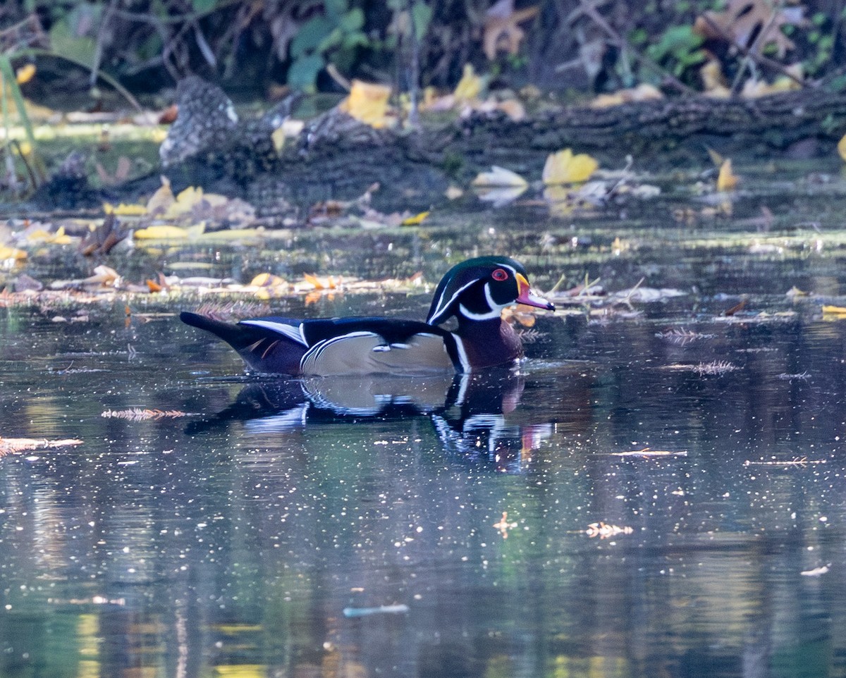 Ahate karolinarra - ML647320055