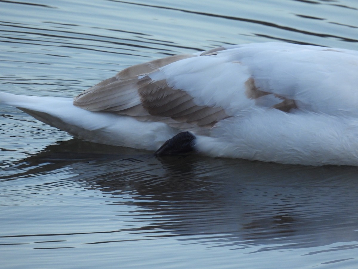 Mute Swan - ML647320056