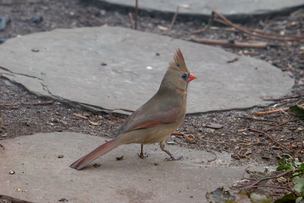 rødkardinal - ML647320059