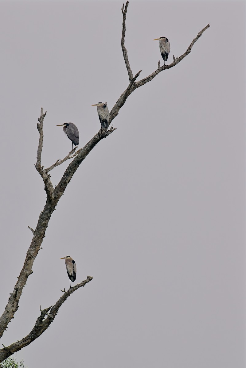 Great Blue Heron - ML647320070