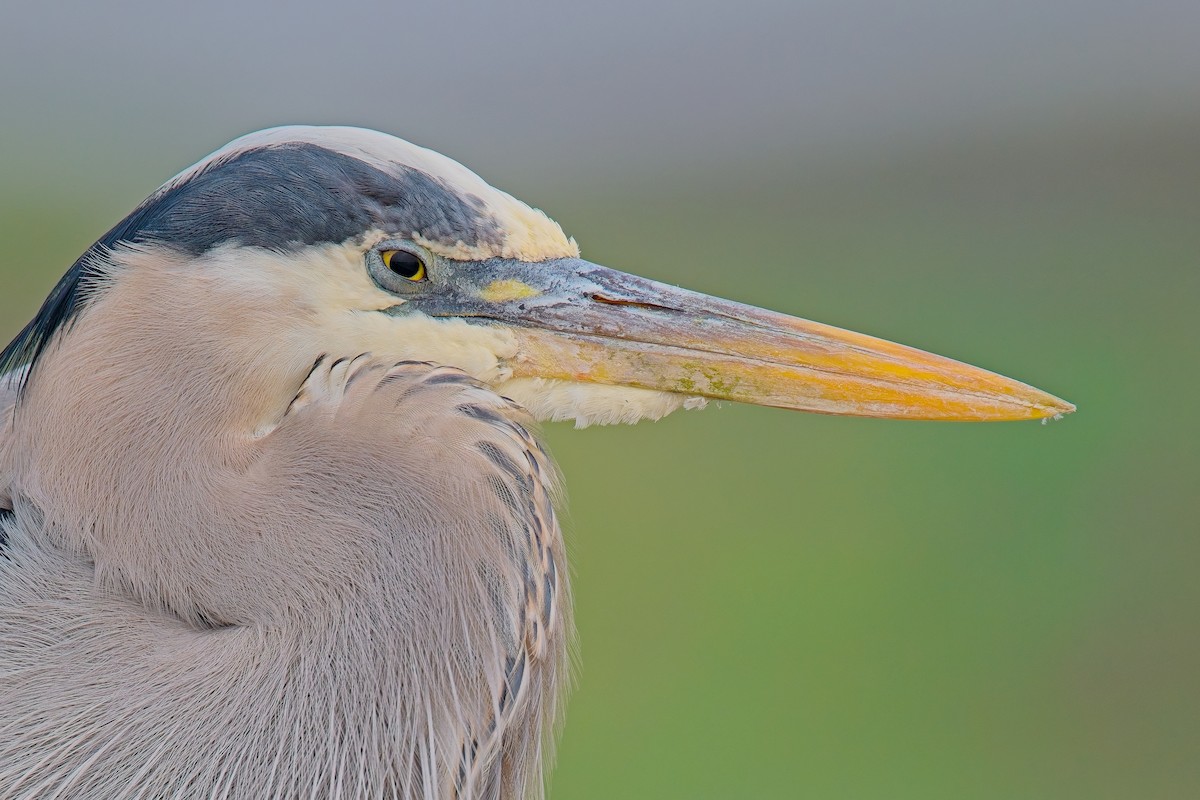 Great Blue Heron - ML647320072