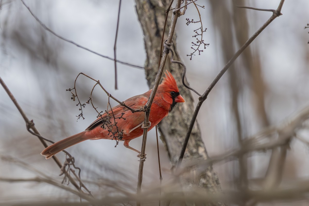 rødkardinal - ML647320094