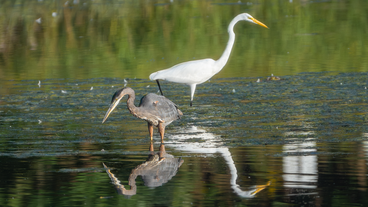 Silberreiher - ML647320101