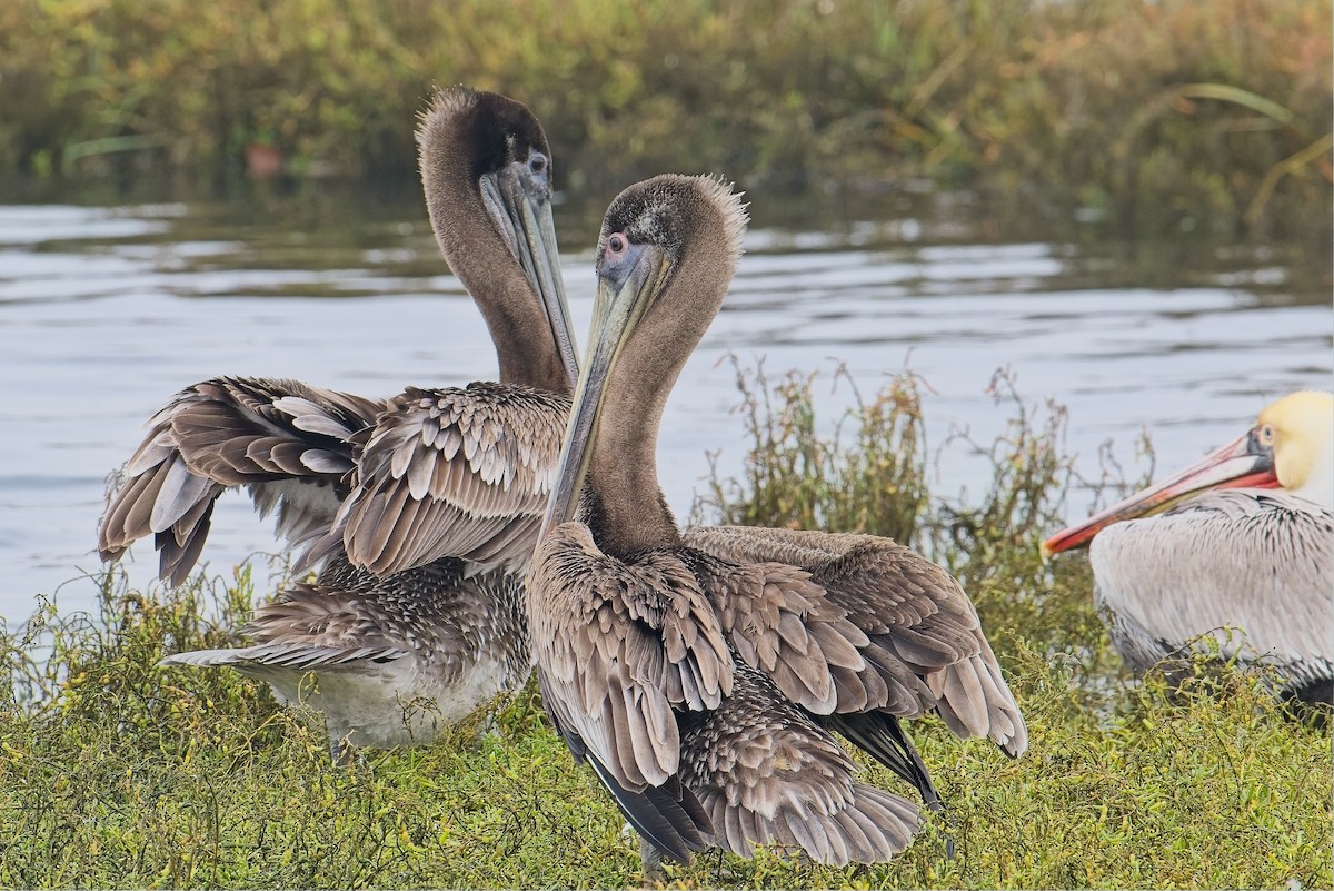 Brown Pelican - ML647320110