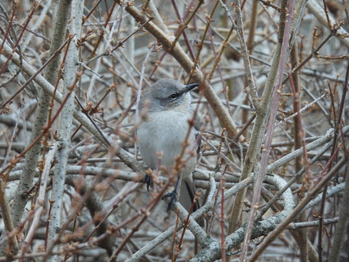 Northern Mockingbird - ML647320117