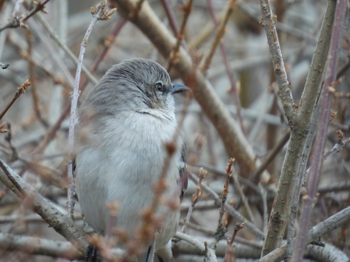 Northern Mockingbird - ML647320118
