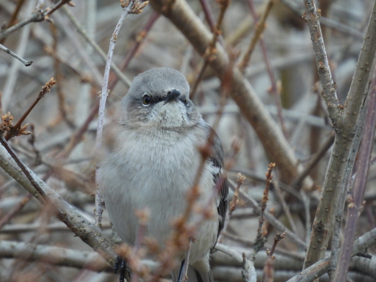 Northern Mockingbird - ML647320119