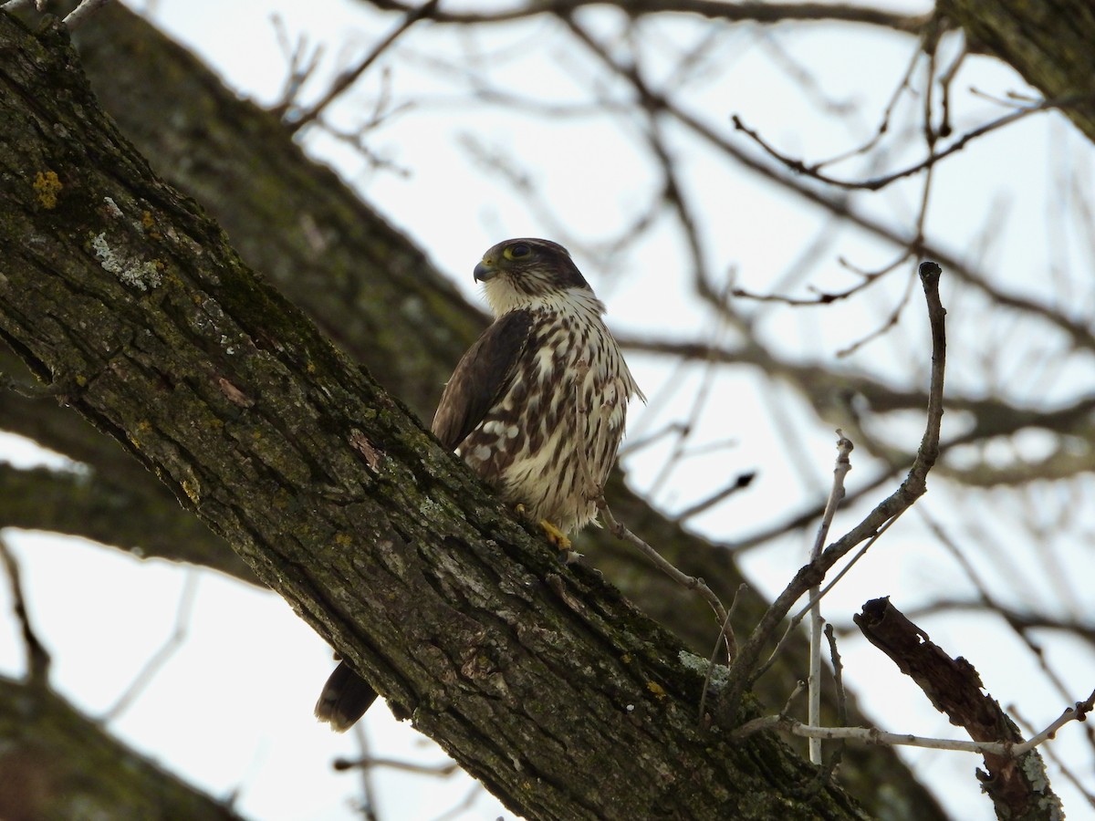 Esmerejón - ML647320123