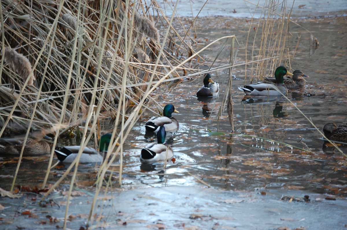 Кряква - ML647320131