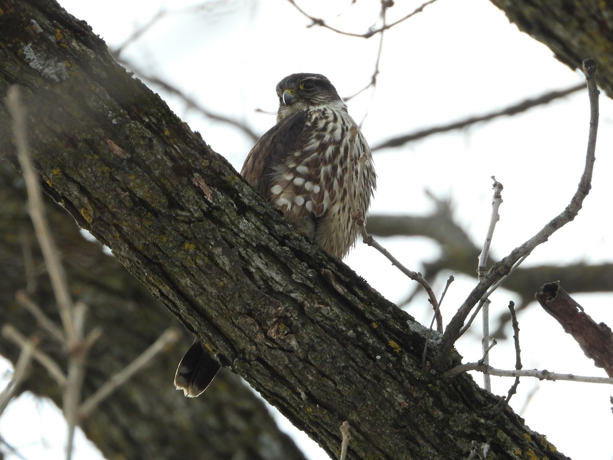 Esmerejón - ML647320144