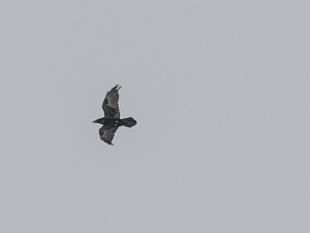 Common Raven - ML647320146
