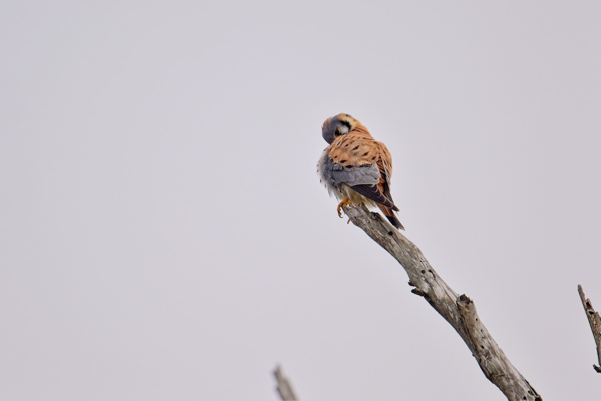 American Kestrel - ML647320152