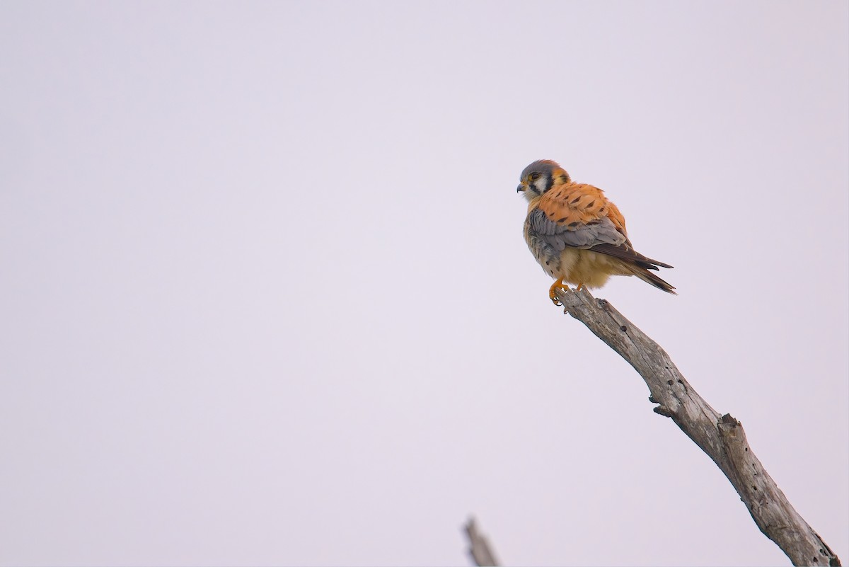 American Kestrel - ML647320153