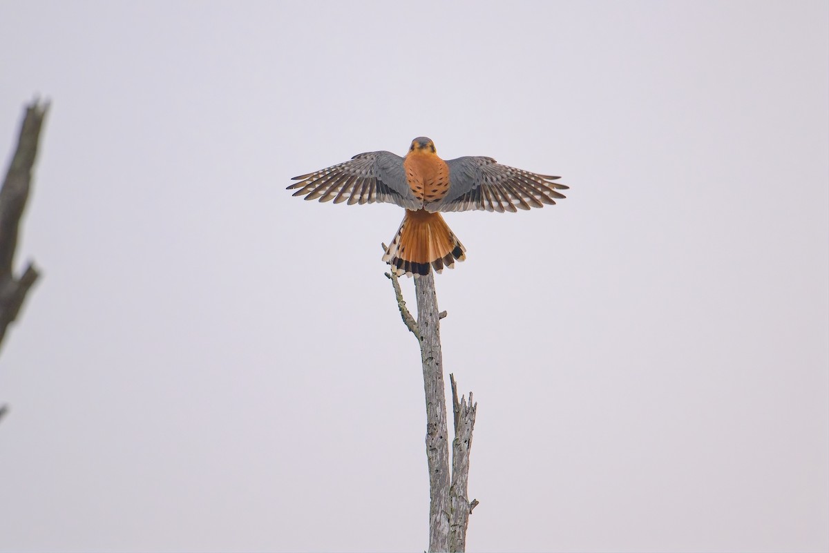 American Kestrel - ML647320154