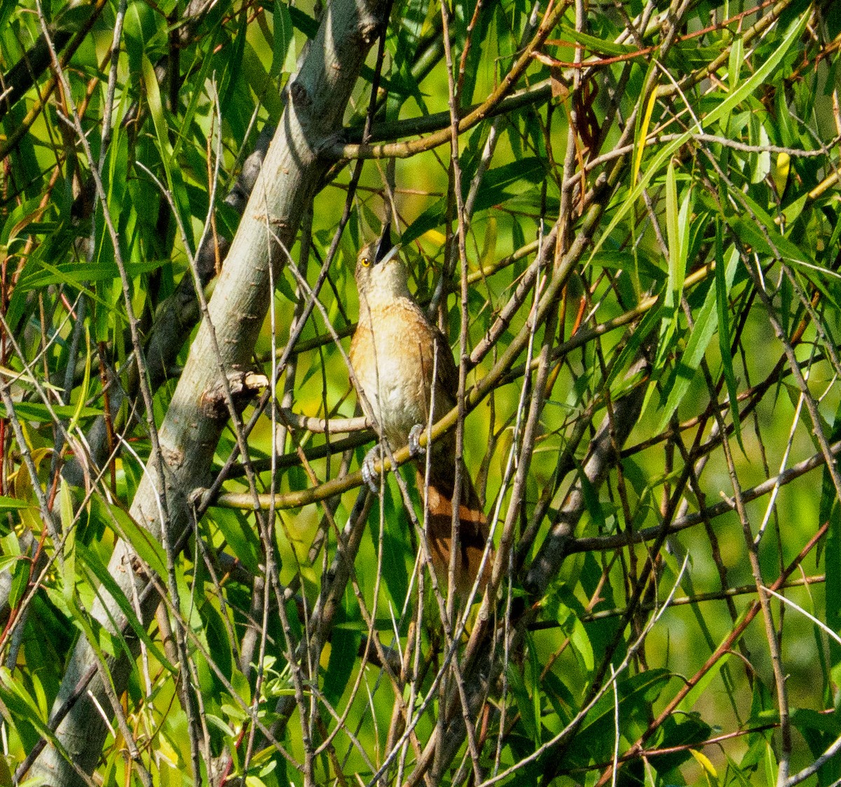 Freckle-breasted Thornbird - ML647320156