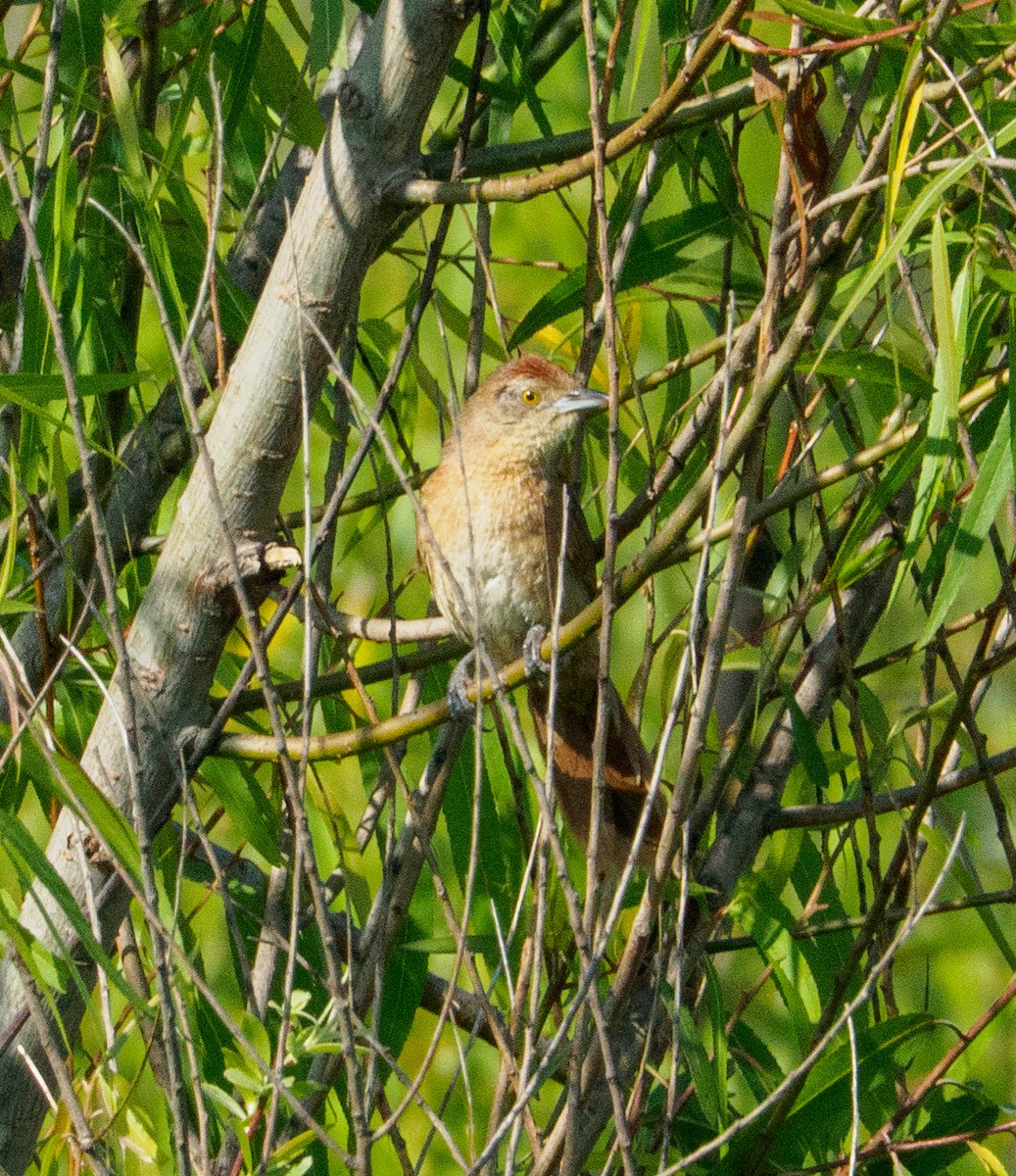 Freckle-breasted Thornbird - ML647320157