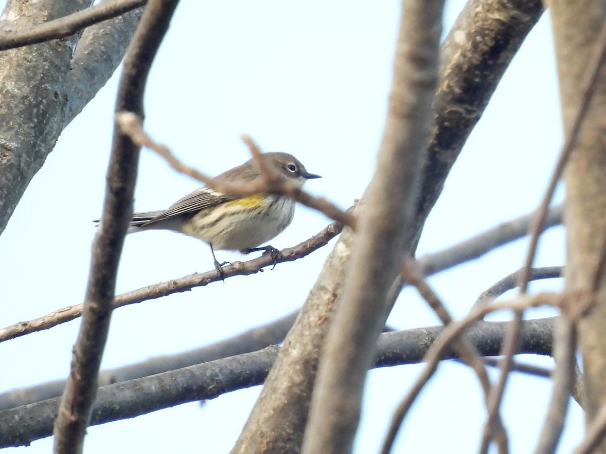 Yellow-rumped Warbler - ML647320160