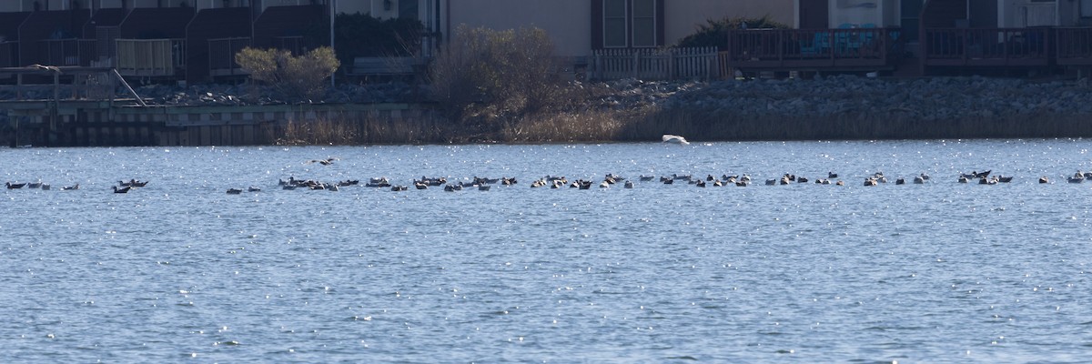 שחף בלתי-מזוהה - ML647320161