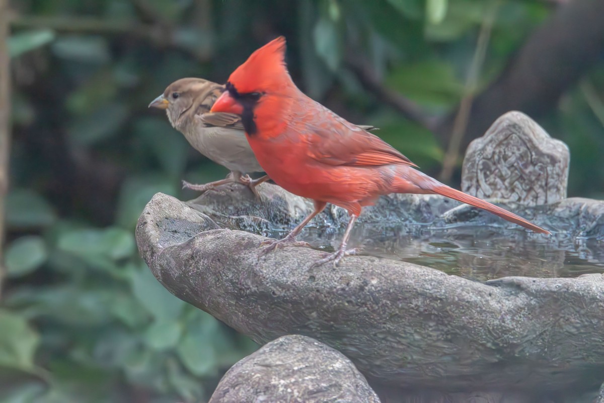 rødkardinal - ML647320164