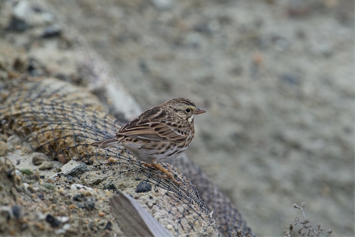 Savannah Sparrow - ML647320165