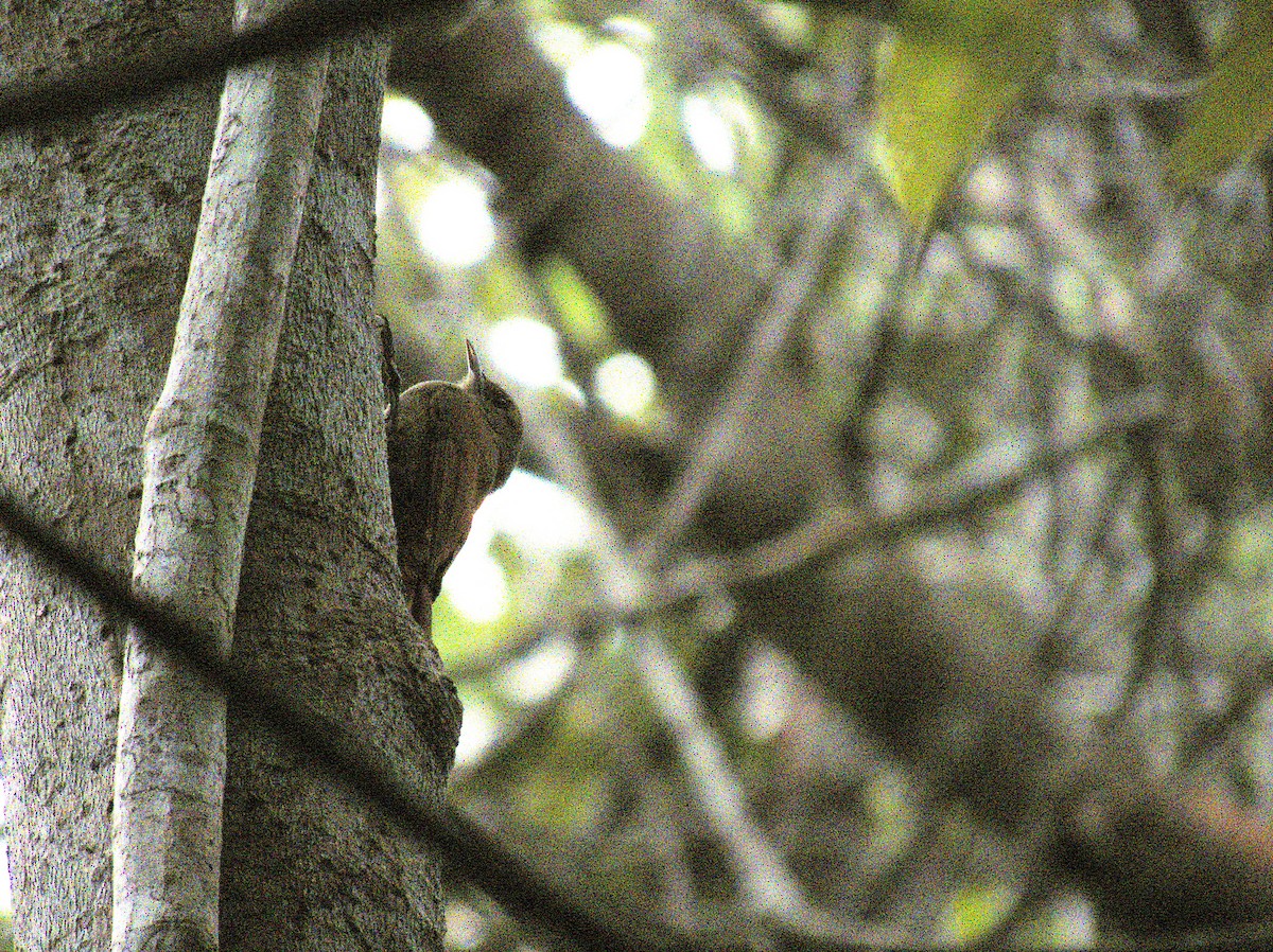 Olivaceous Woodcreeper - ML647320170