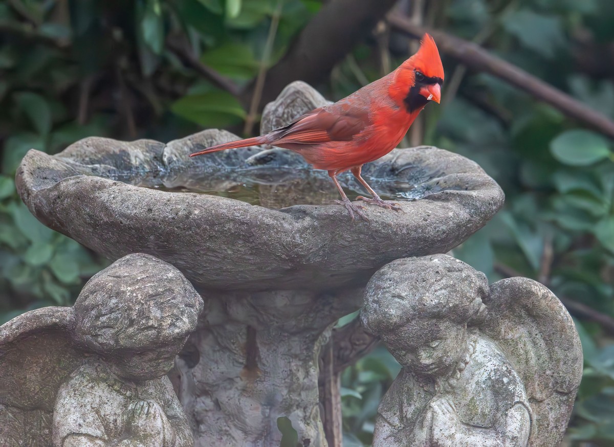 rødkardinal - ML647320172