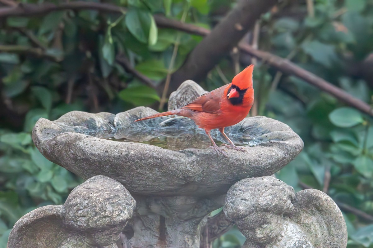 rødkardinal - ML647320188