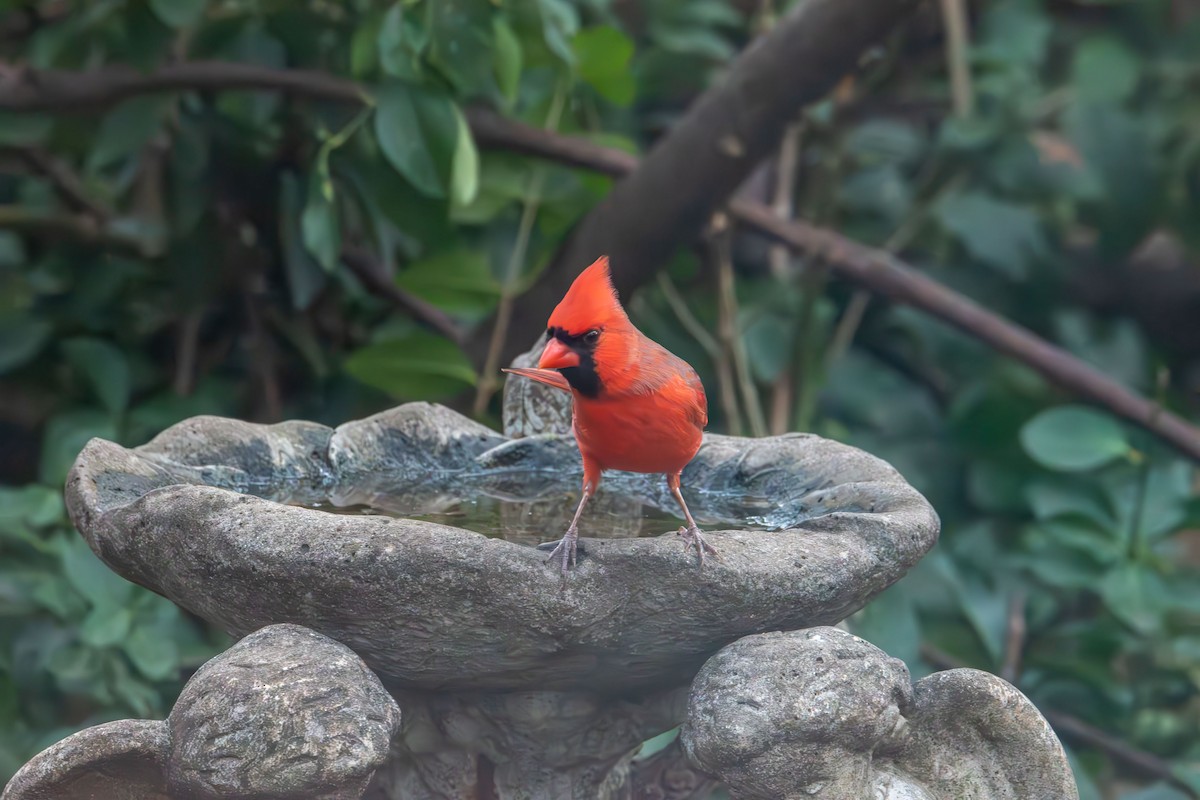 rødkardinal - ML647320189