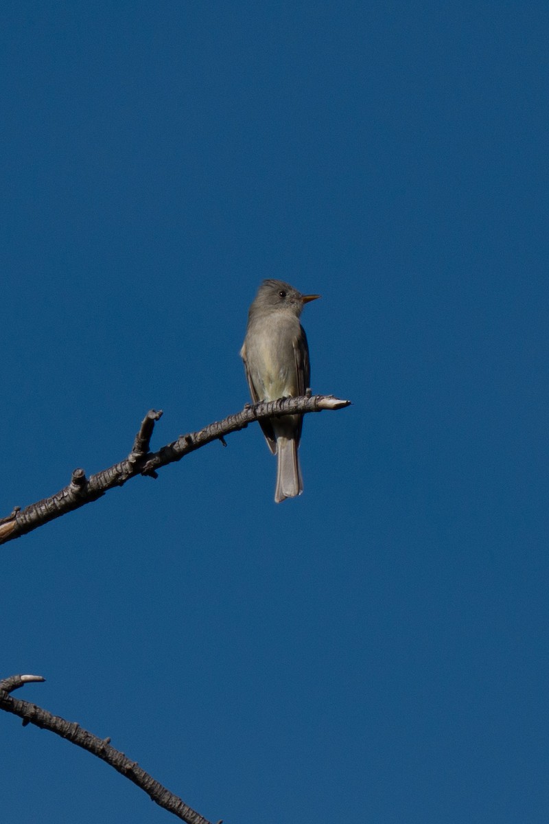 Greater Pewee - ML647320190