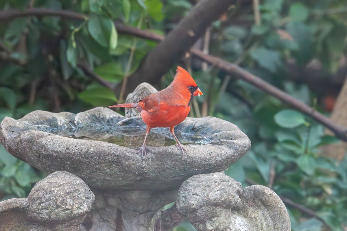 rødkardinal - ML647320193