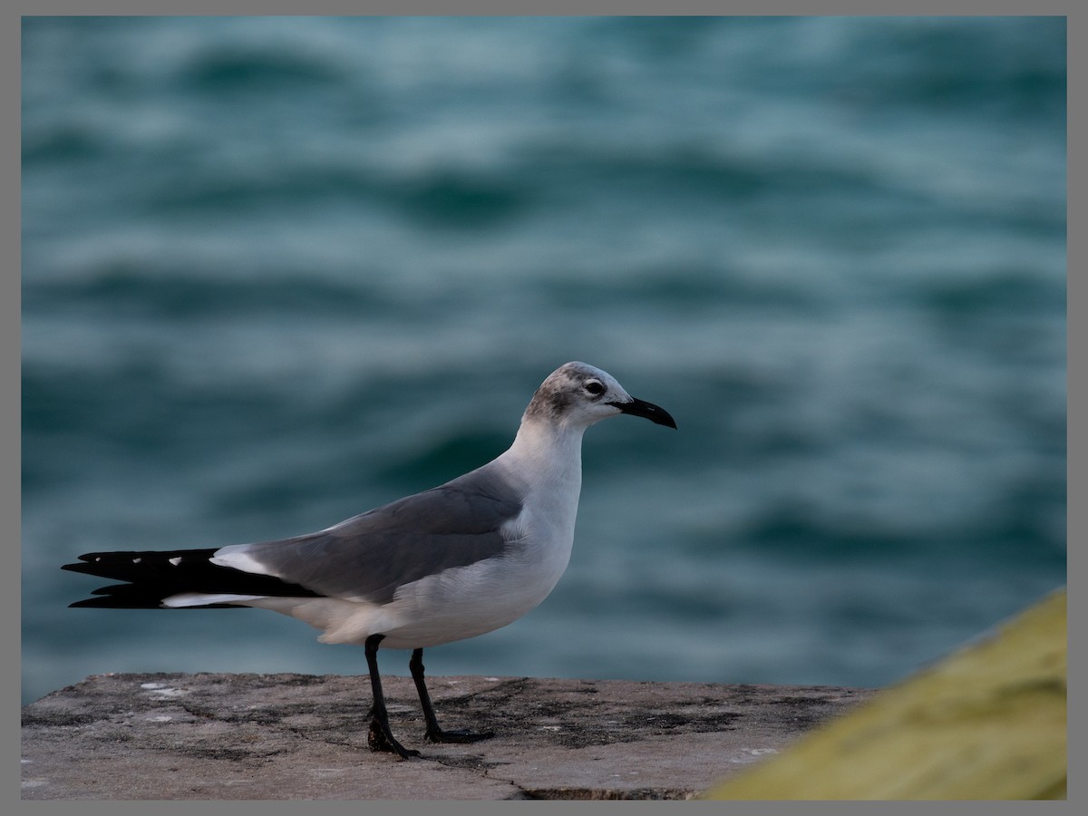 שחף צוחק - ML647320194