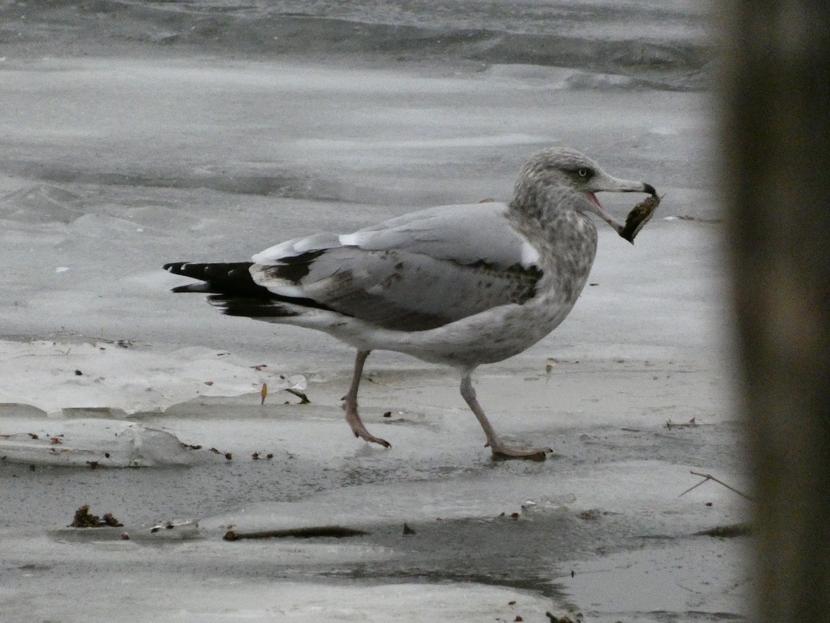 Gaviota/Gavión sp. - ML647320199
