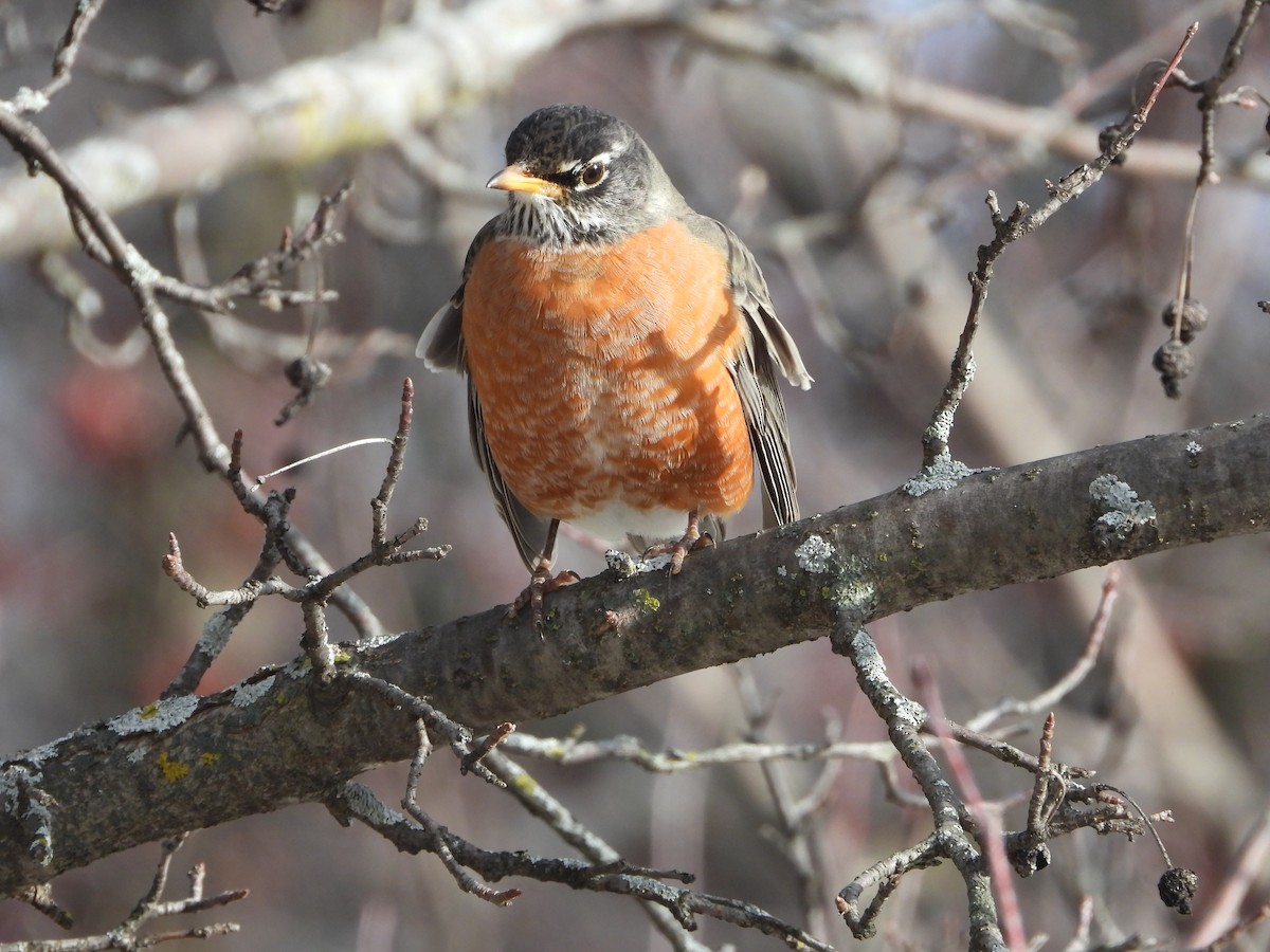 Zorzal Americano - ML647320200