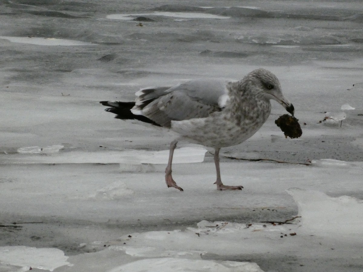 鷗亞科 - ML647320203